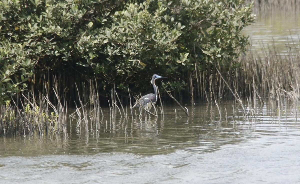 Tricolored Heron - ML636292423