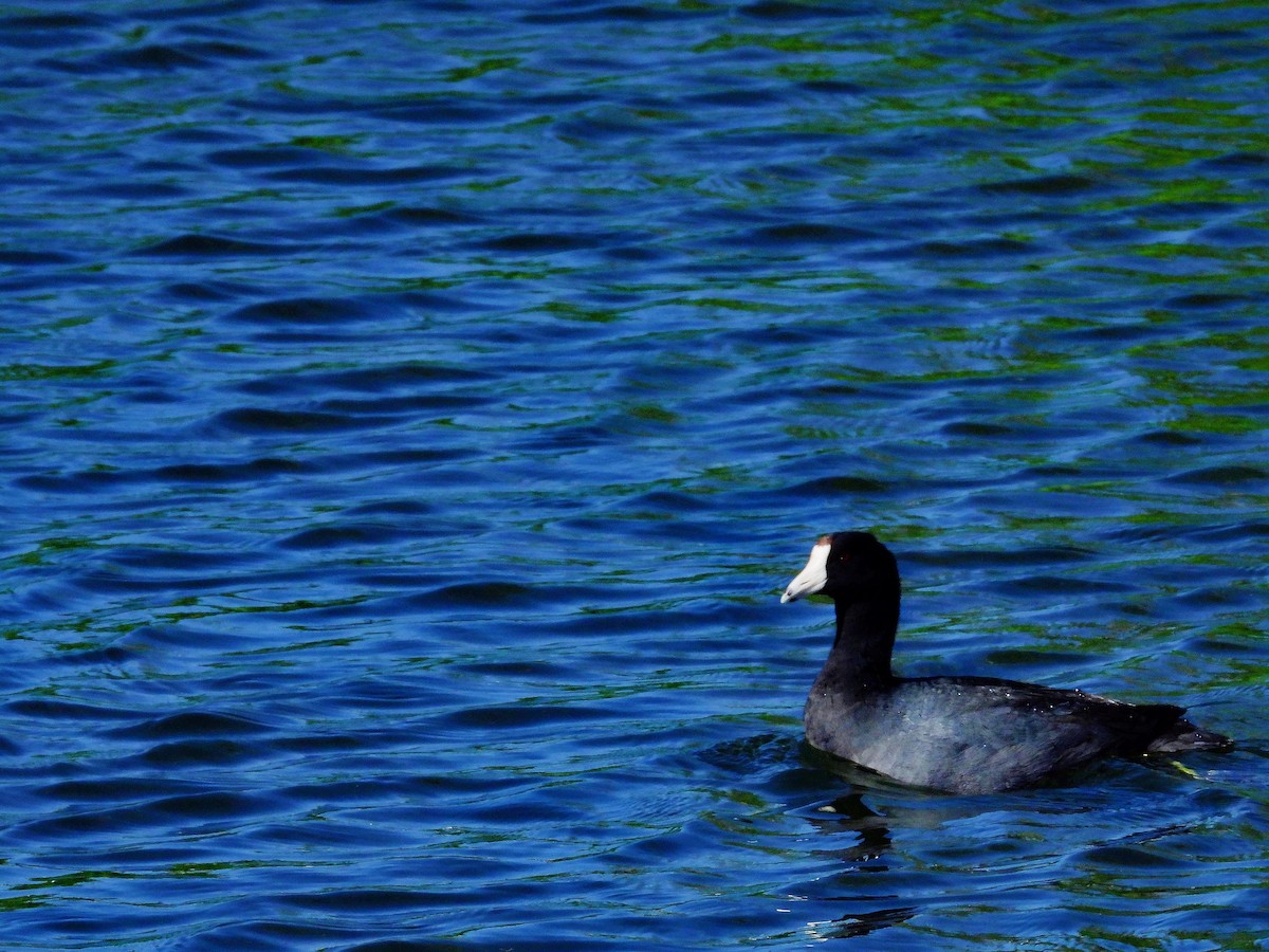 American Coot - ML636292455