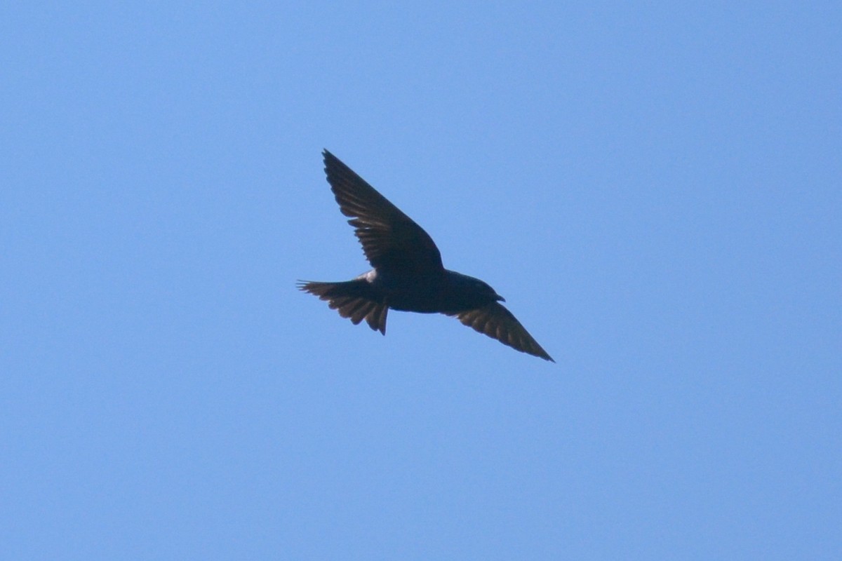 Purple Martin - ML636292605