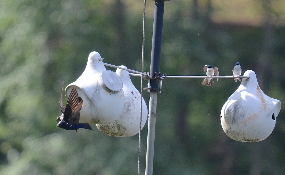 Purple Martin - ML636292606