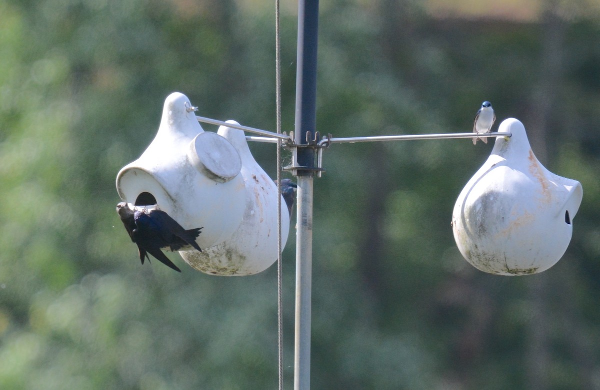 Purple Martin - ML636292607