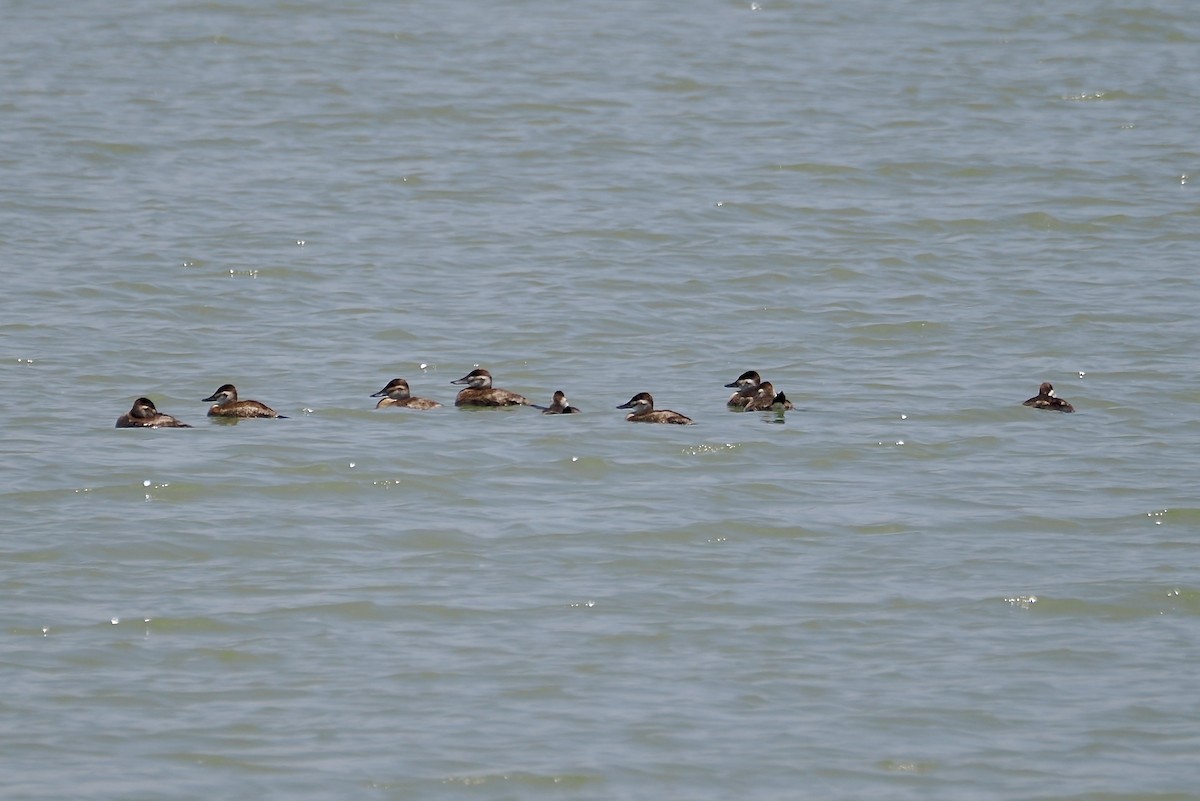 Ruddy Duck - ML636292678