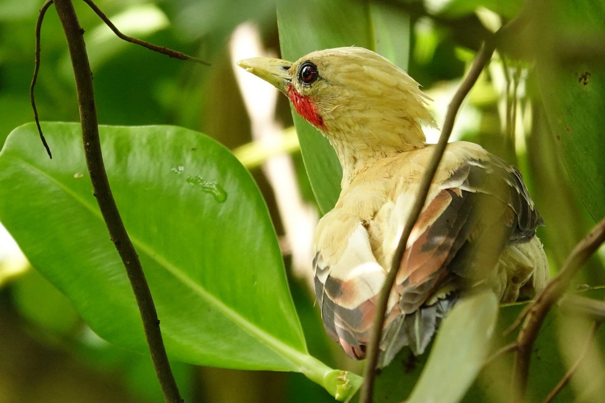Cream-colored Woodpecker - ML636292835