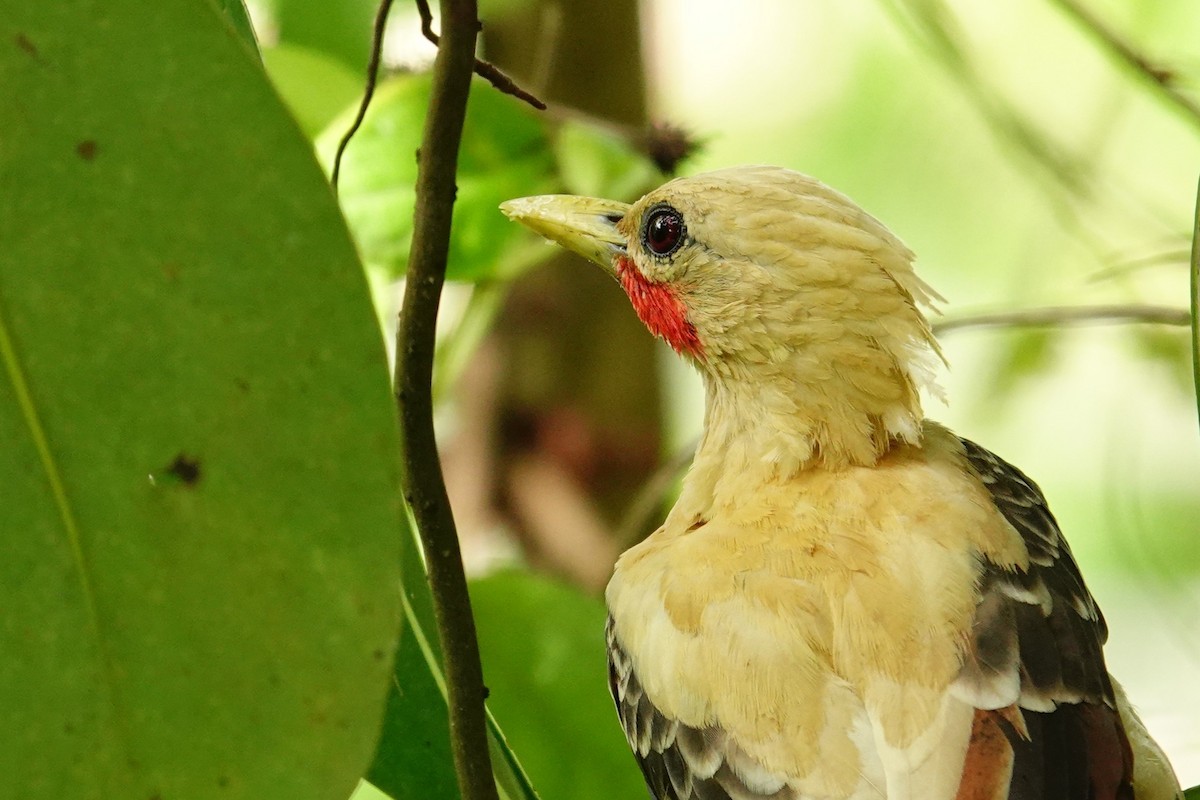 Cream-colored Woodpecker - ML636292836