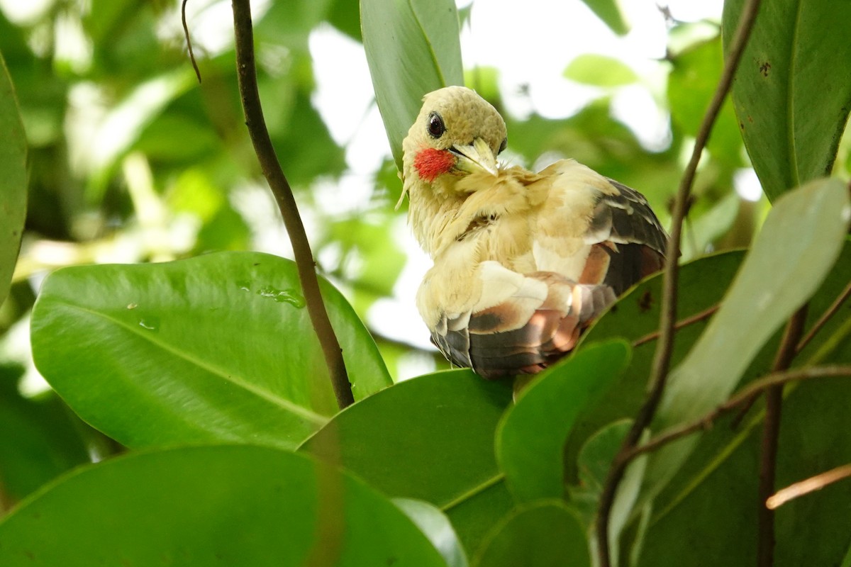 Cream-colored Woodpecker - ML636292837