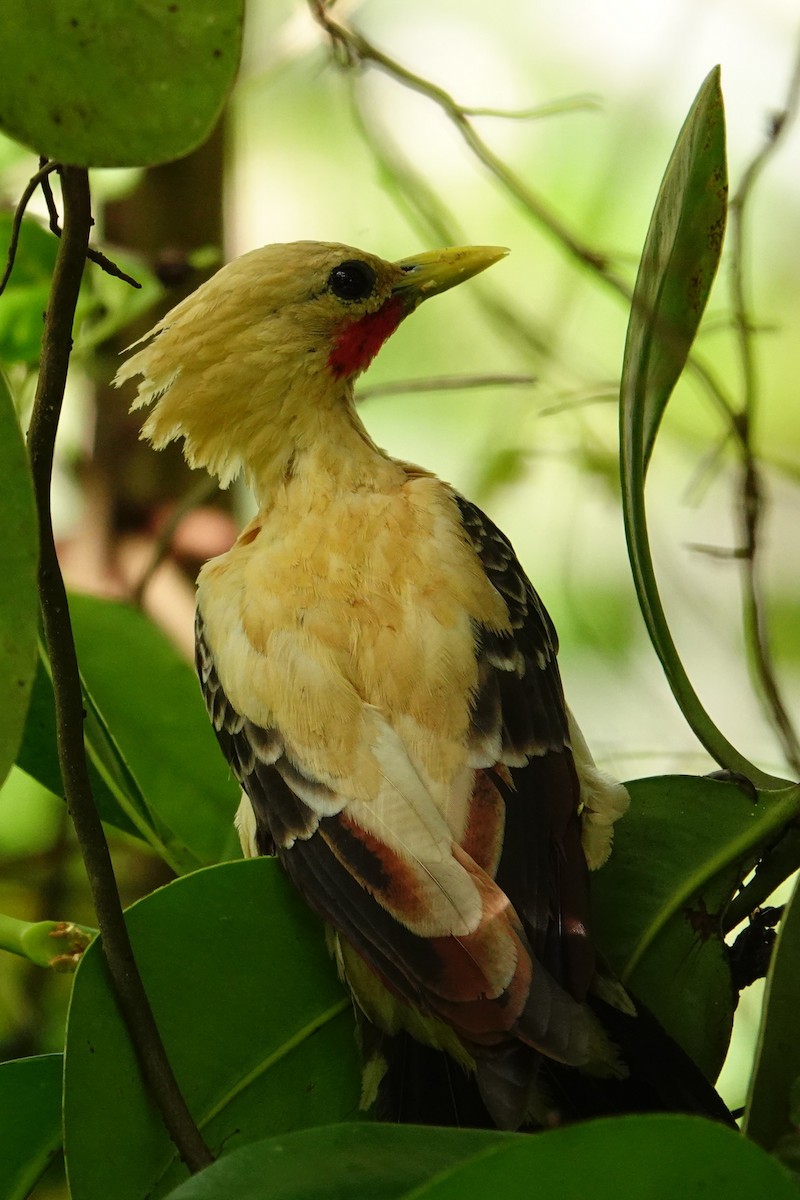Cream-colored Woodpecker - ML636292838