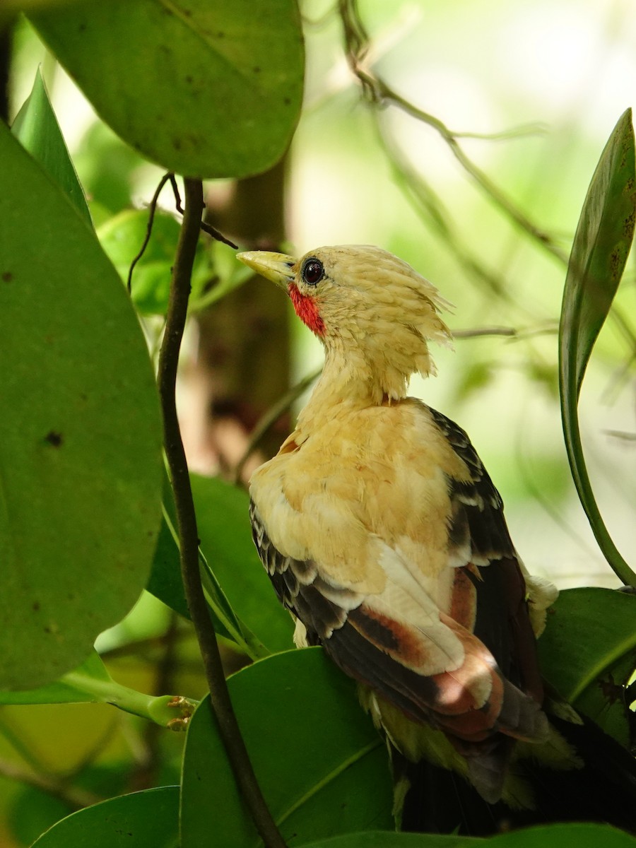 Cream-colored Woodpecker - ML636292839