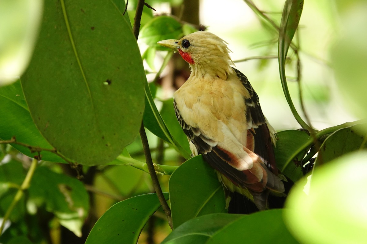 Cream-colored Woodpecker - ML636292840