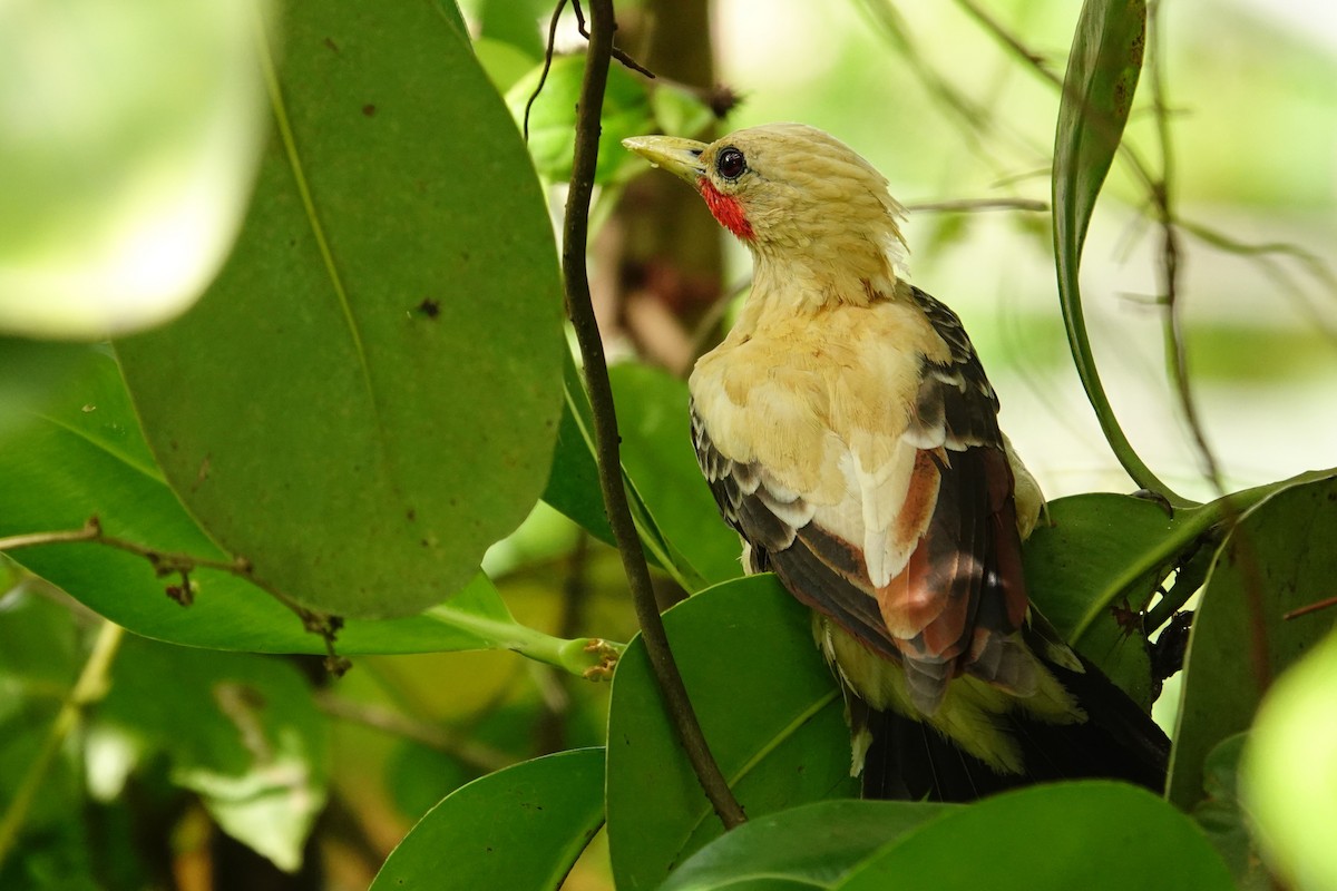 Cream-colored Woodpecker - ML636292841