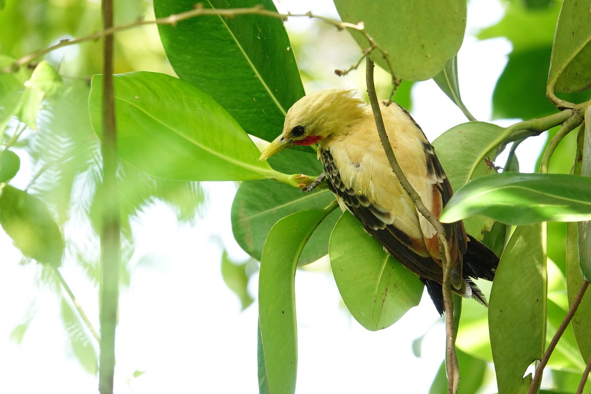 Cream-colored Woodpecker - ML636292843