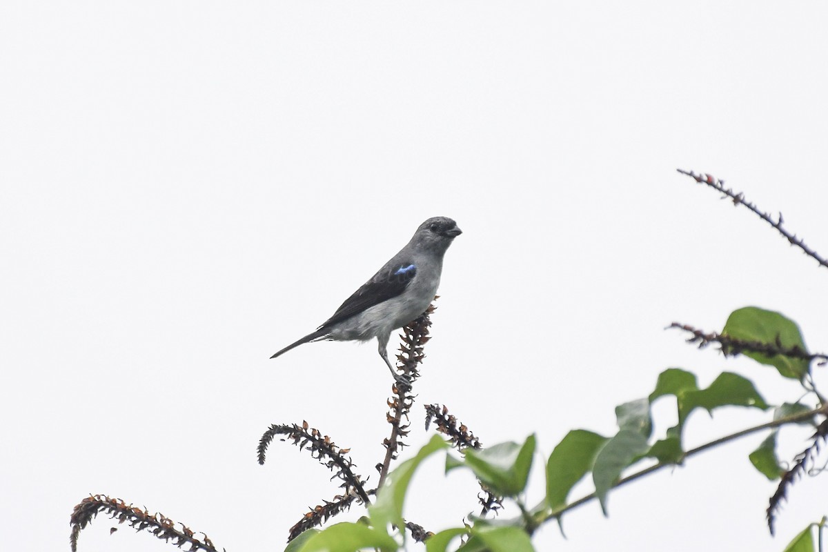 Plain-colored Tanager - ML636292903