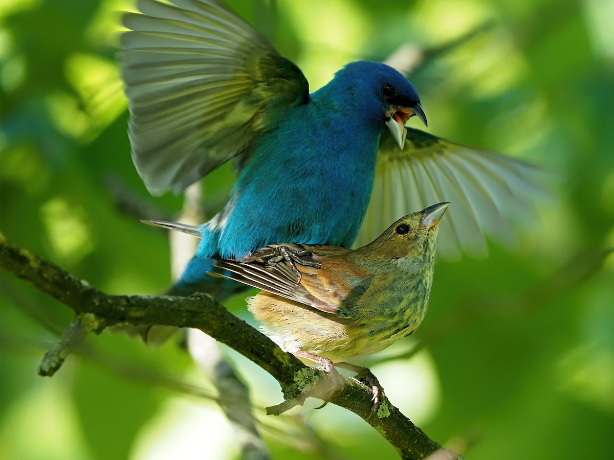 Indigo Bunting - ML636293016