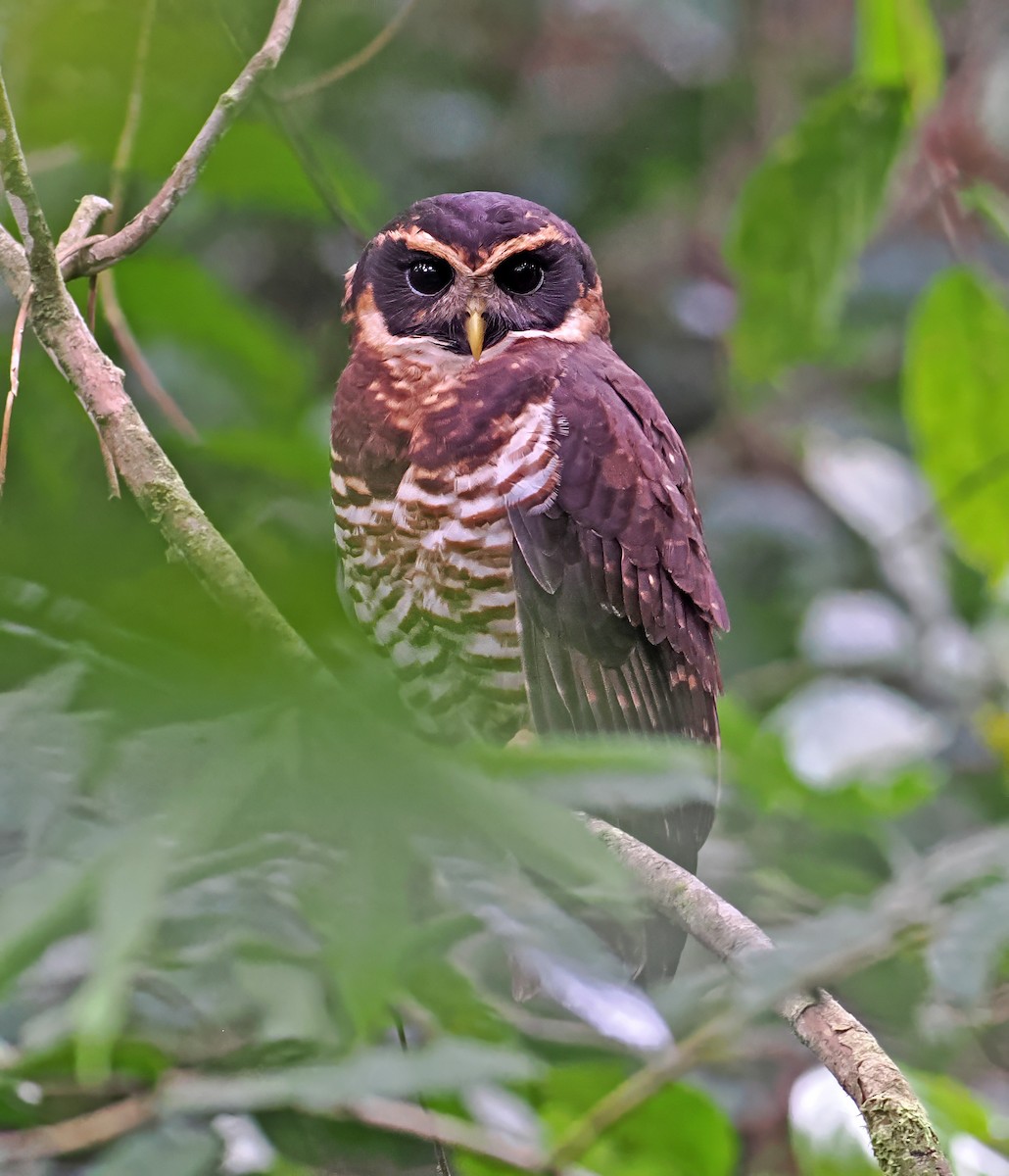 Band-bellied Owl - ML636293037