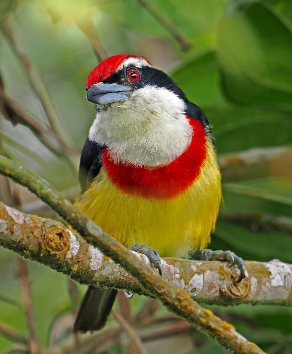 Scarlet-banded Barbet - ML636293041