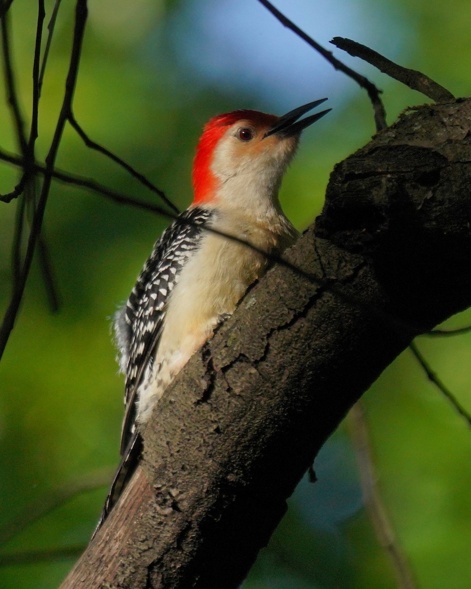 Red-bellied Woodpecker - ML636293044