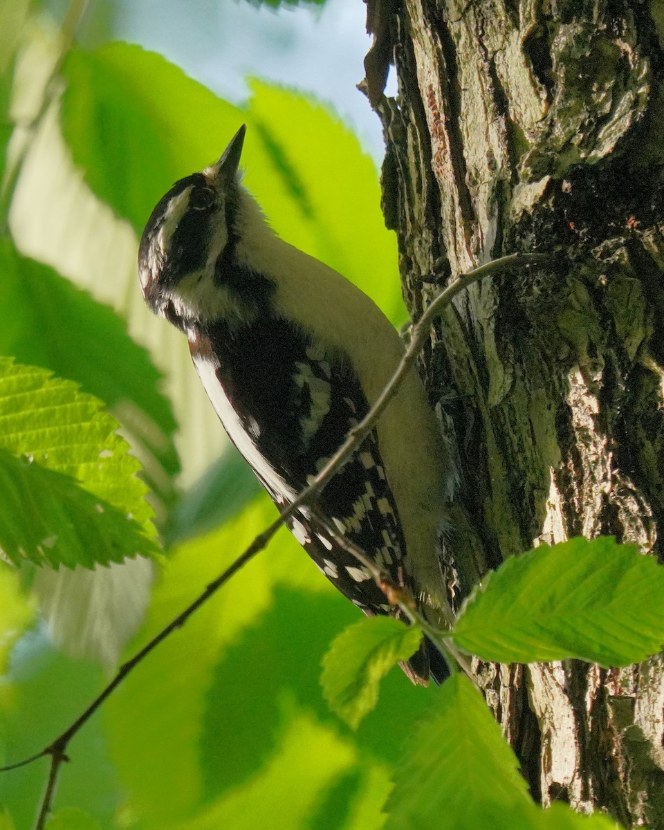 Downy Woodpecker - ML636293055