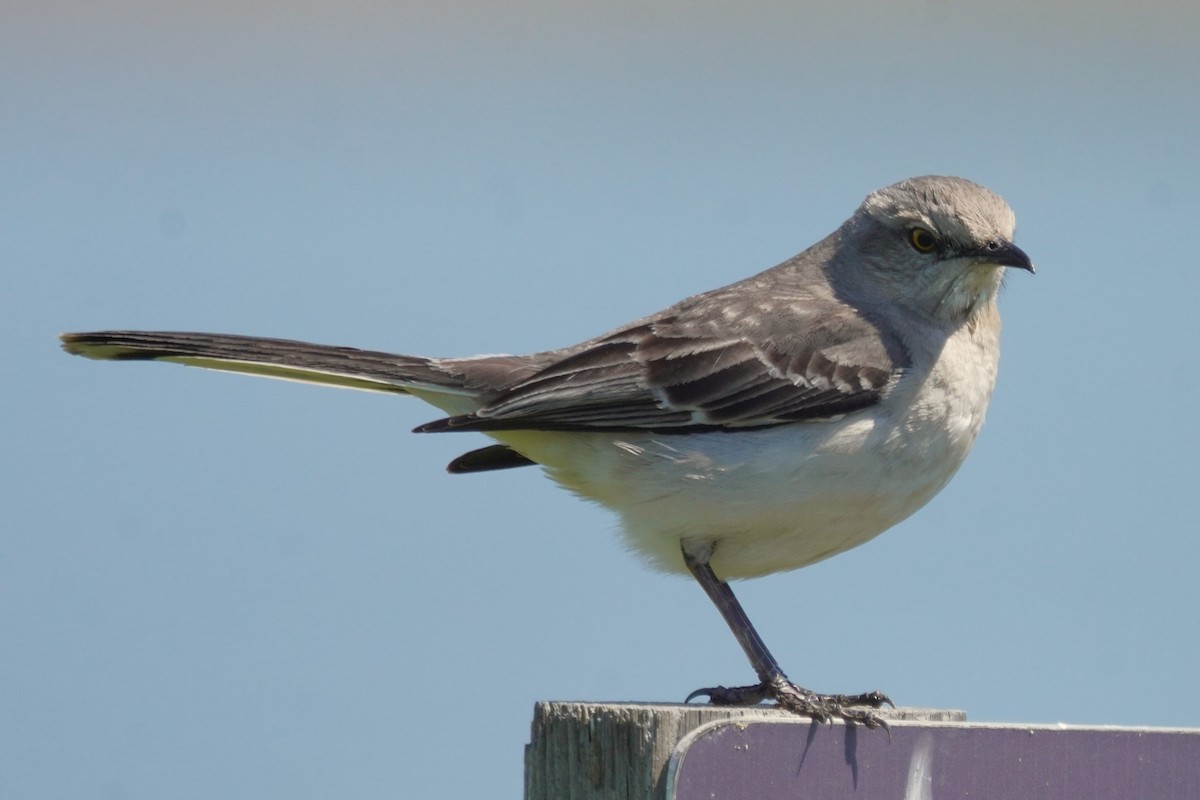 Northern Mockingbird - ML636293130