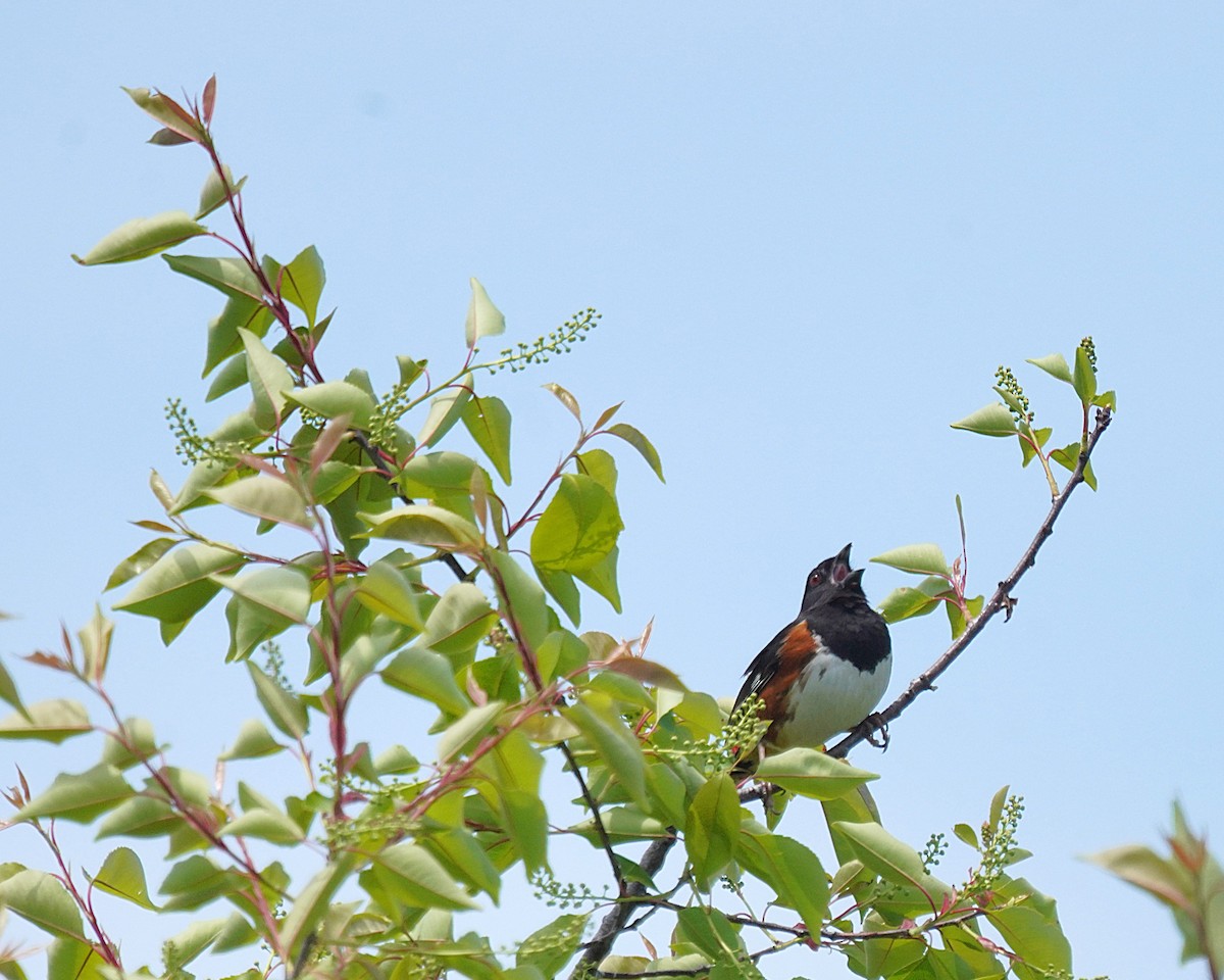 Eastern Towhee - ML636293170