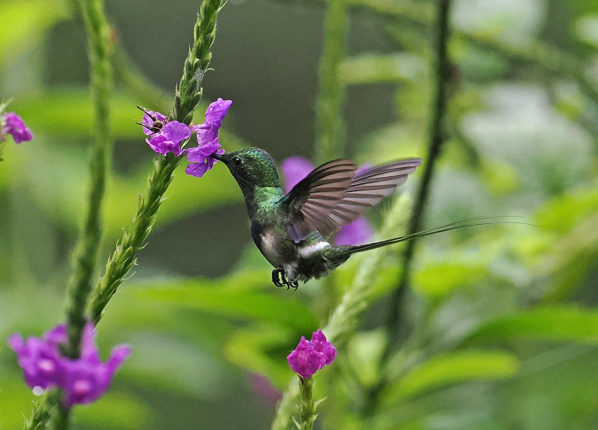 Black-bellied Thorntail - ML636293199