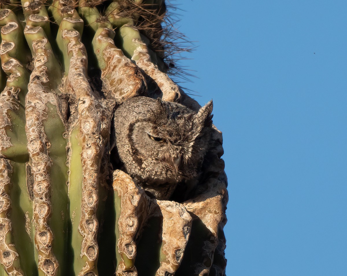 Western Screech-Owl - ML636293222
