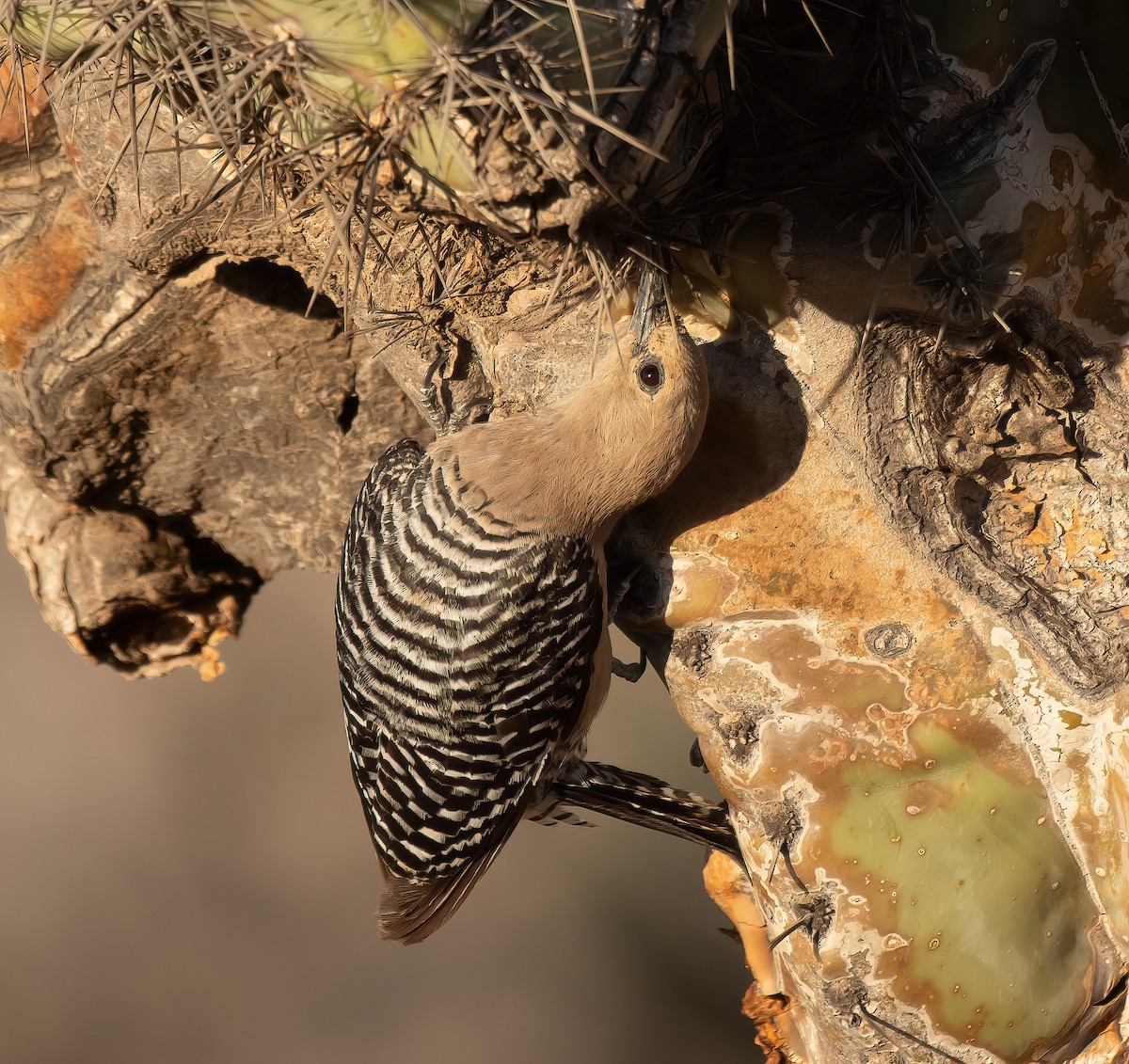 Gila Woodpecker - ML636293239