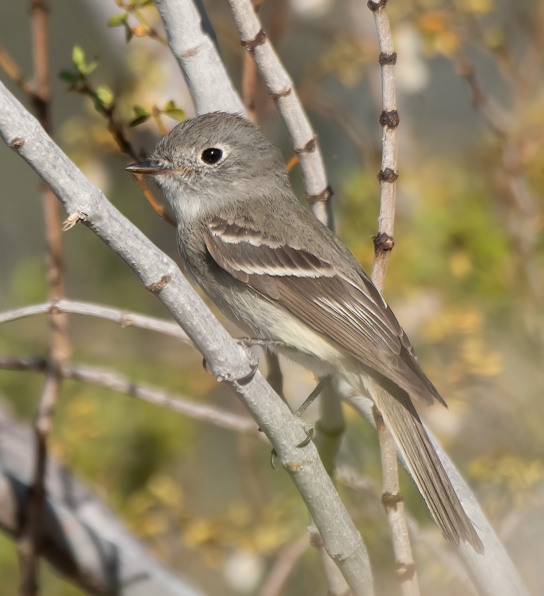 Hammond's Flycatcher - ML636293250