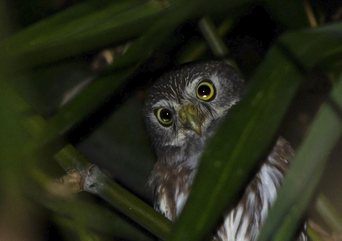 Ferruginous Pygmy-Owl - ML636293267