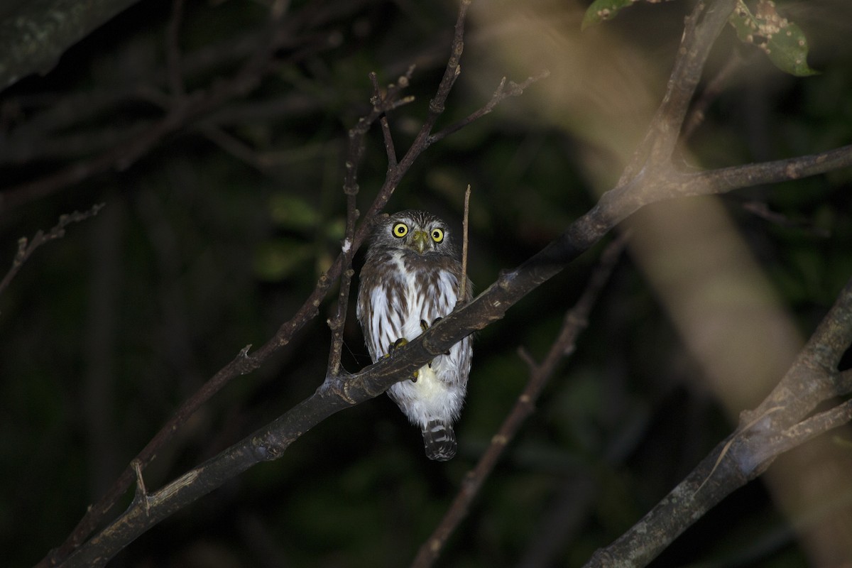 Ferruginous Pygmy-Owl - ML636293272