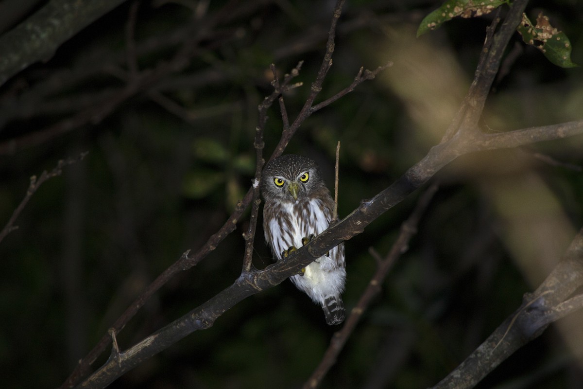 Ferruginous Pygmy-Owl - ML636293273