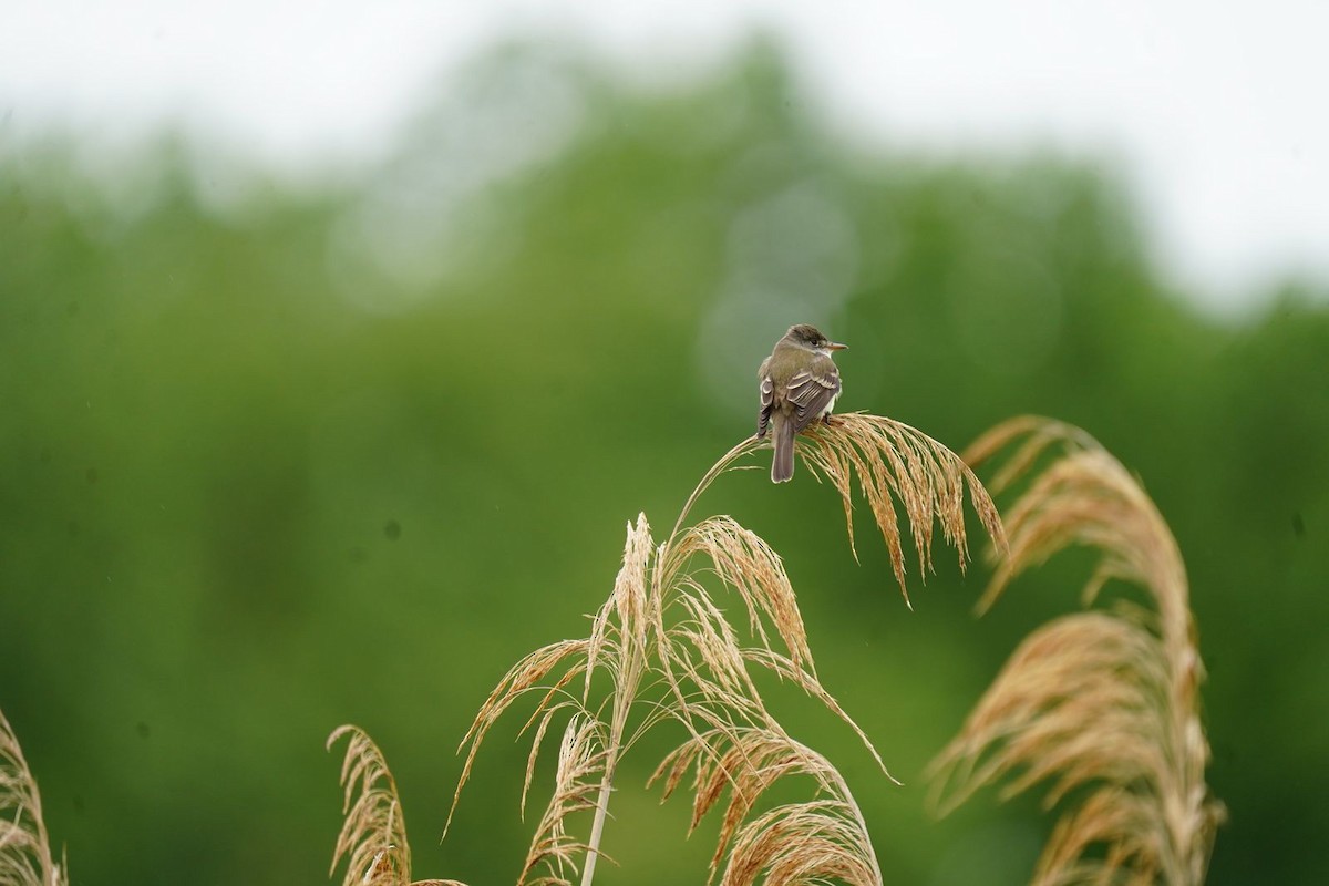 Willow Flycatcher - ML636293311