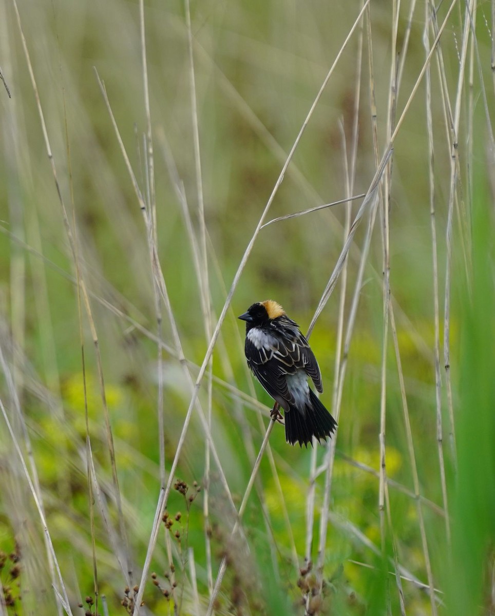 Bobolink - ML636293330
