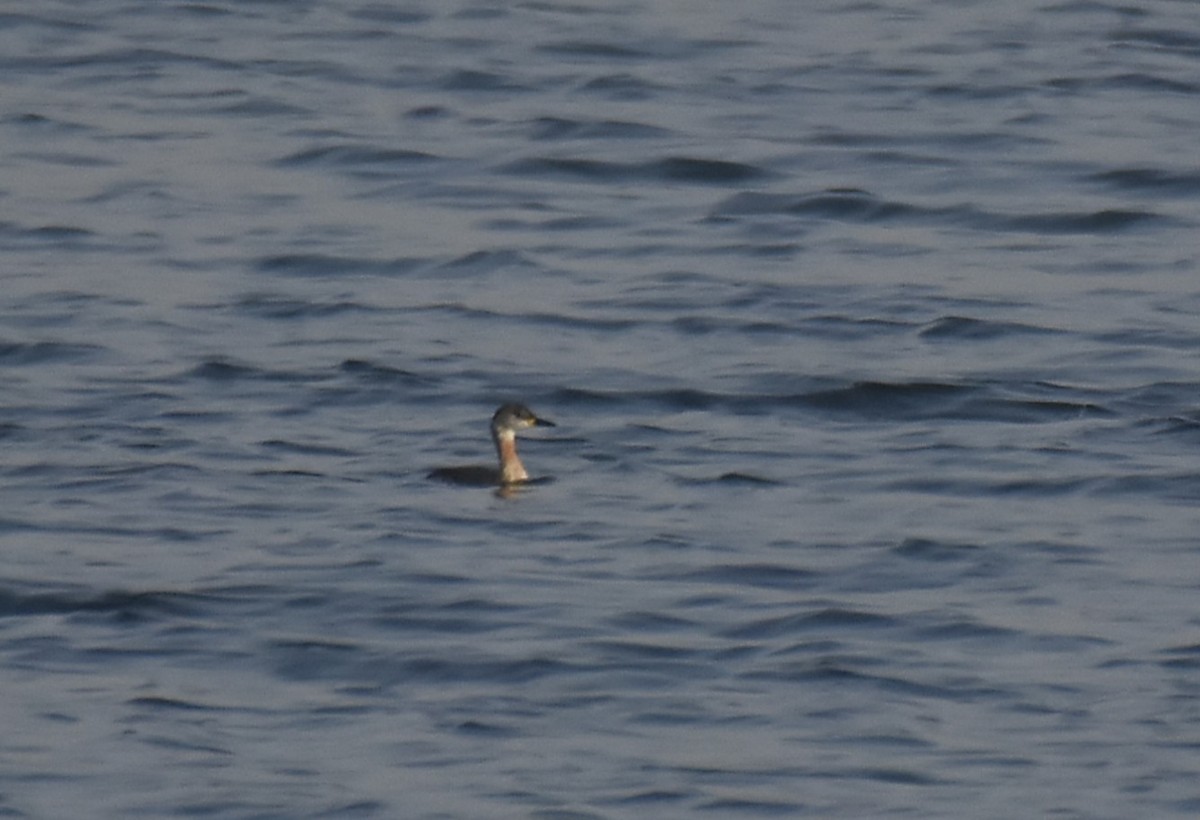 Red-necked Grebe - ML636293341