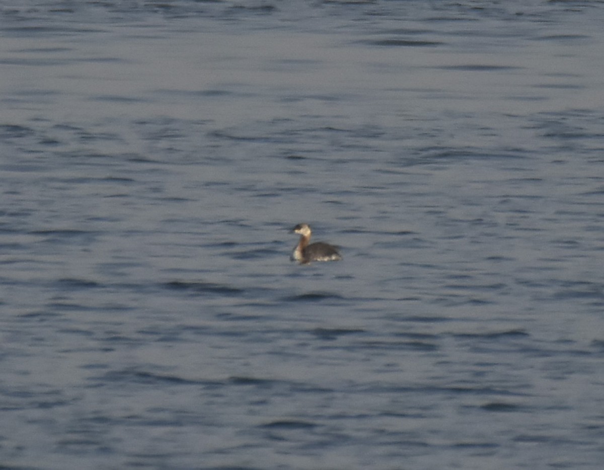 Red-necked Grebe - ML636293342