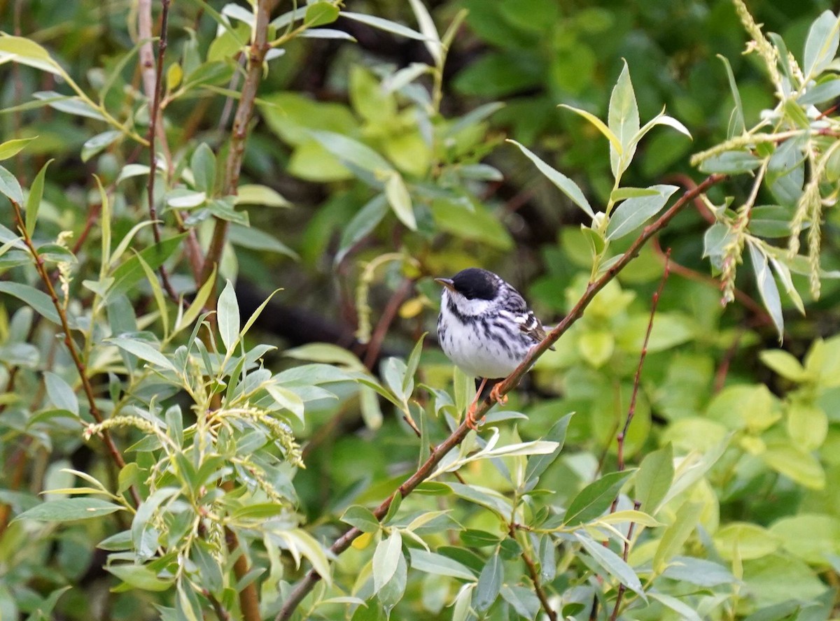 Blackpoll Warbler - ML636293346