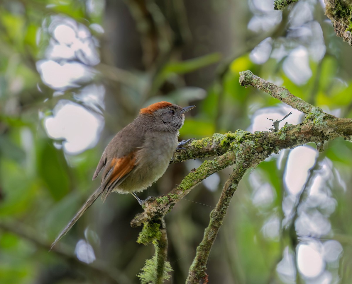 Silvery-throated Spinetail - ML636293357