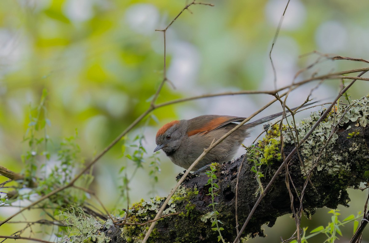 Silvery-throated Spinetail - ML636293358