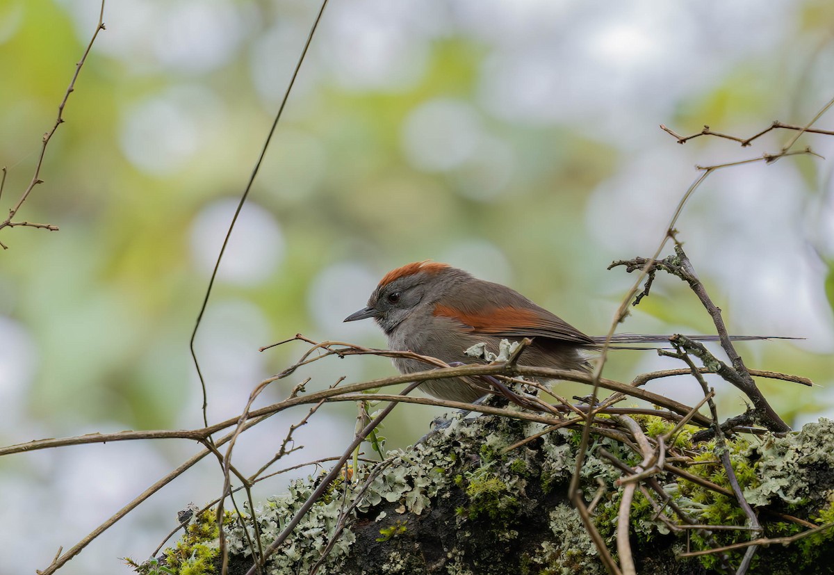 Silvery-throated Spinetail - ML636293359