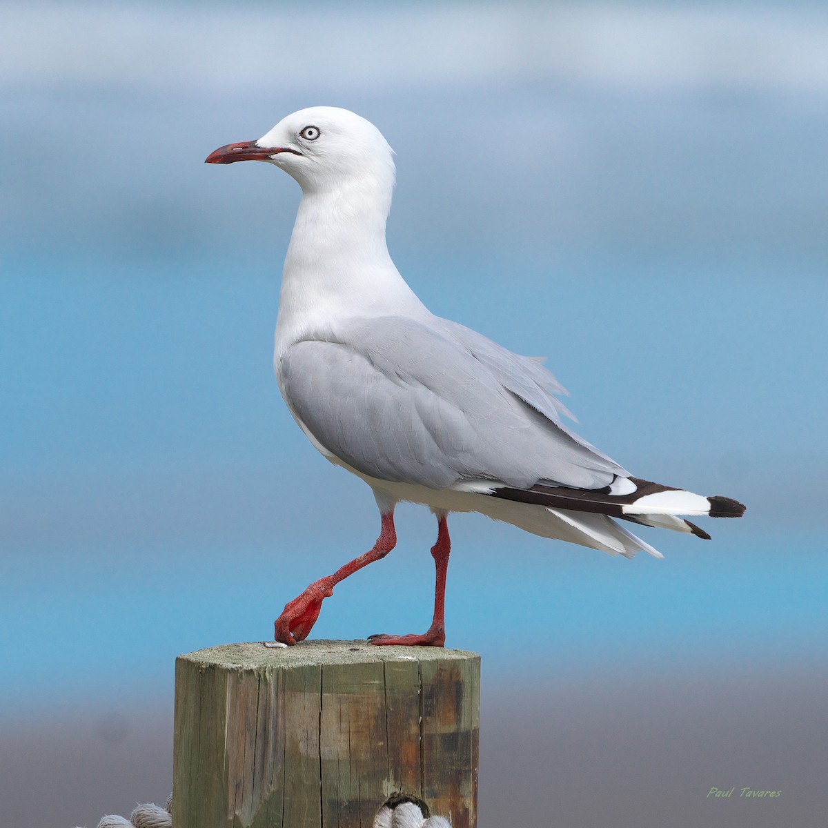 Silver Gull - ML636293398