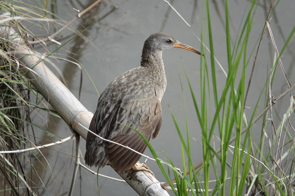 Clapper Rail - ML636293427