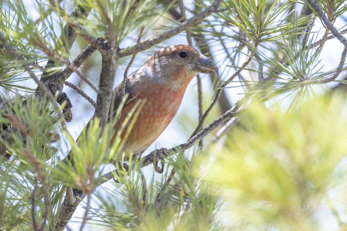 Red Crossbill (North African) - ML636293525