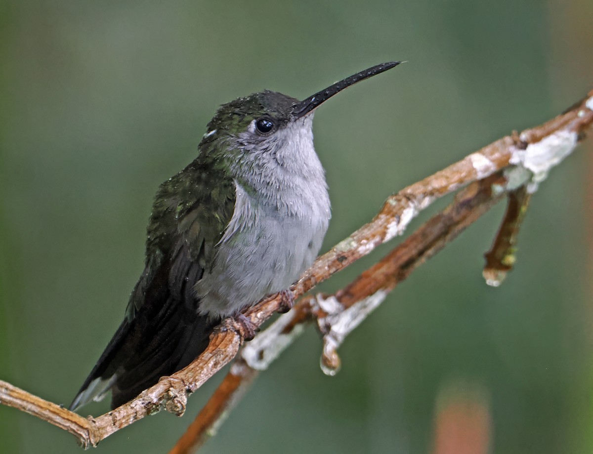 Gray-breasted Sabrewing - ML636293526