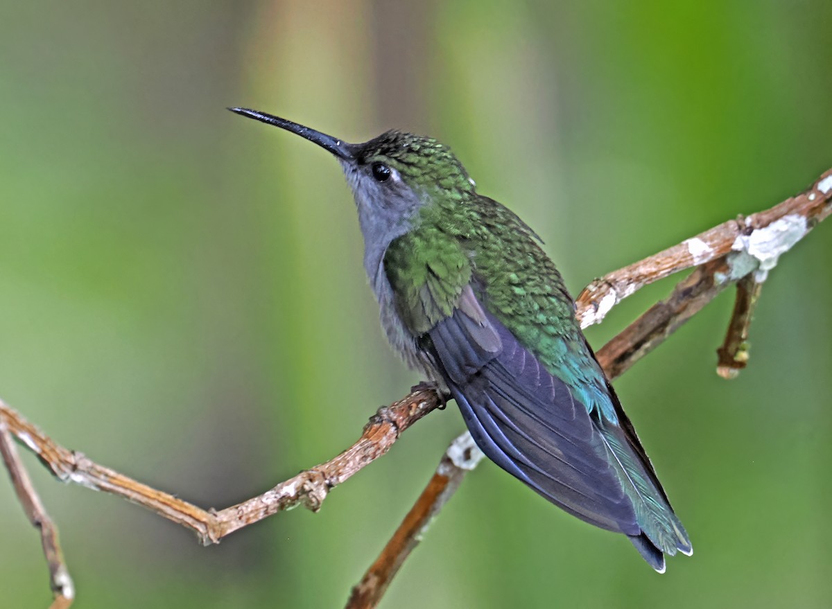 Gray-breasted Sabrewing - ML636293527
