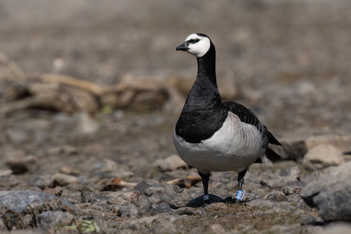 Цагаан шанаат галуу - ML636293624