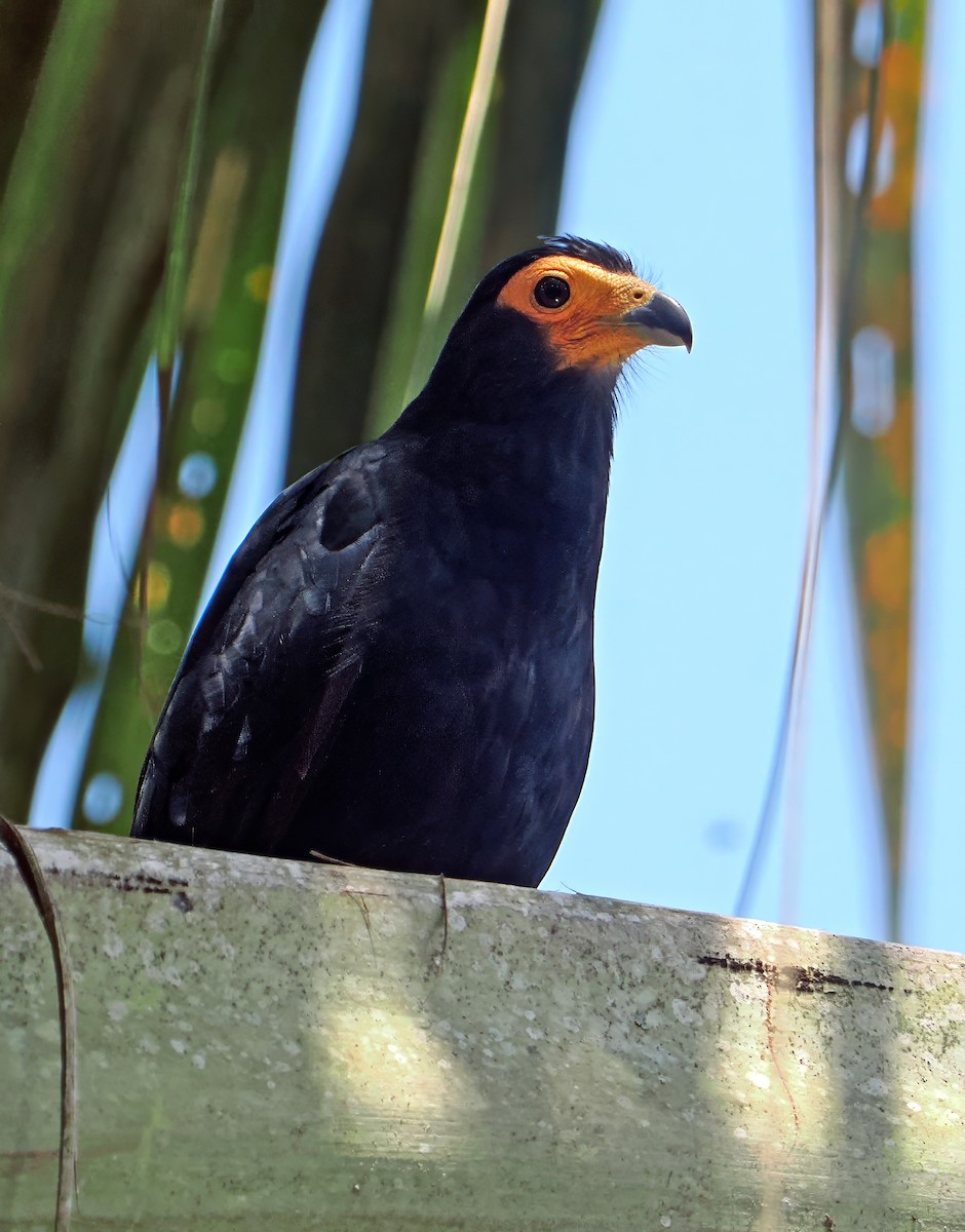 Black Caracara - ML636293626
