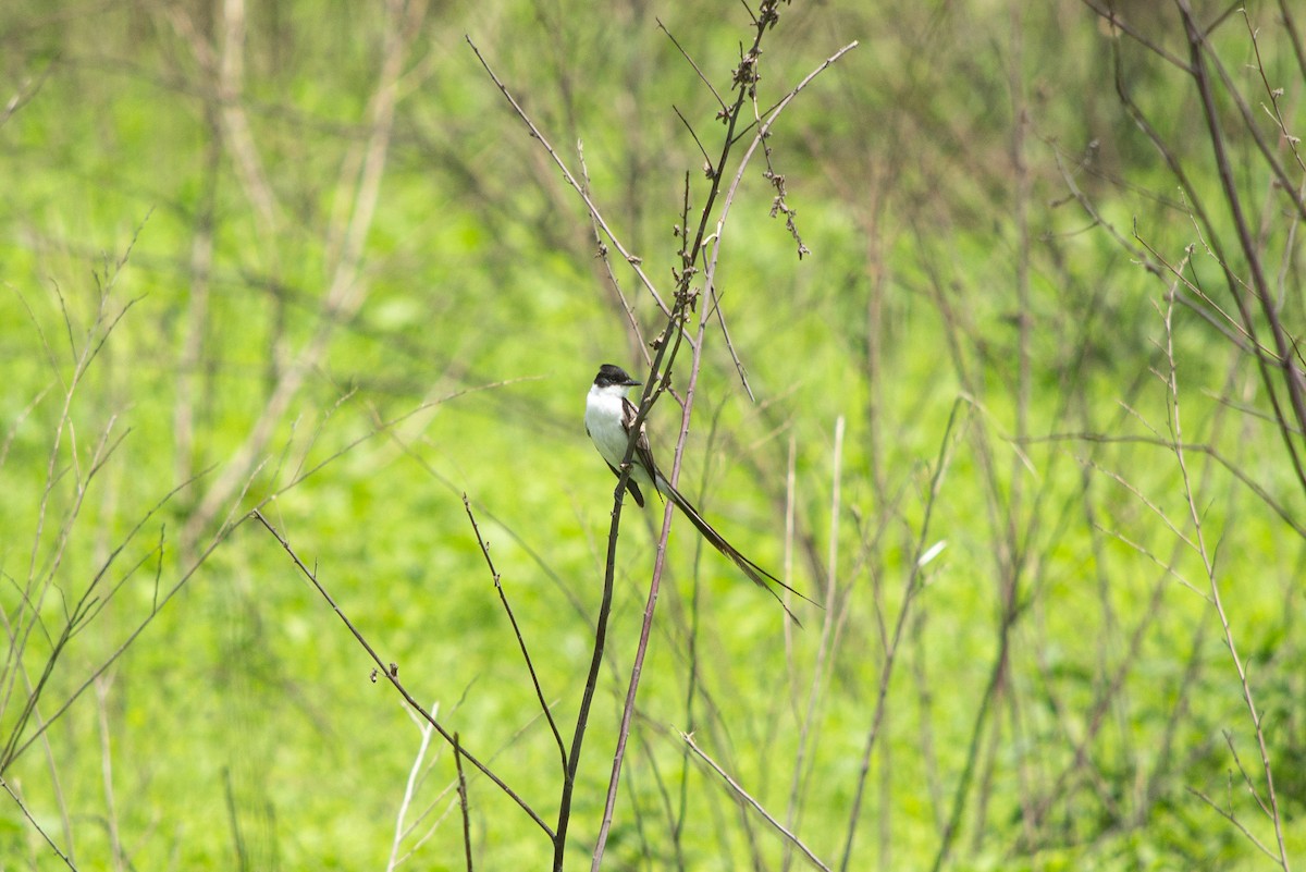 Fork-tailed Flycatcher - ML636293627