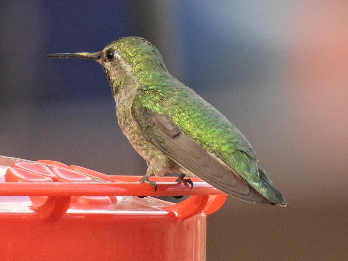 Anna's Hummingbird - ML636293731