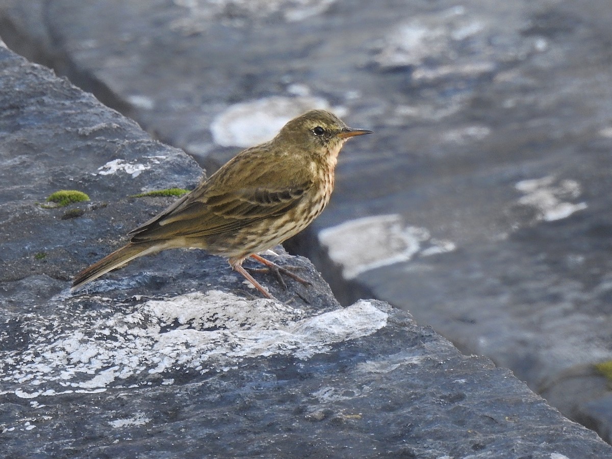 Rock Pipit - ML636293817