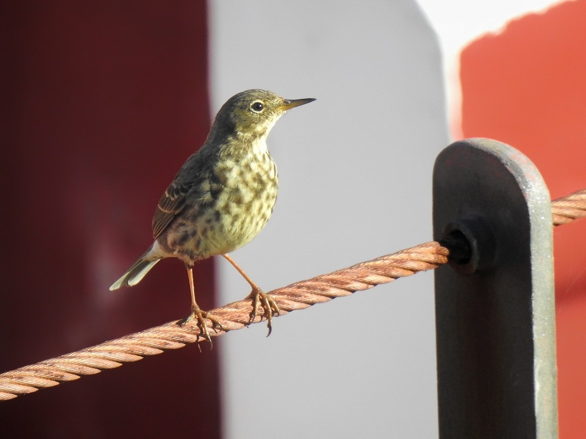 Rock Pipit - ML636293841