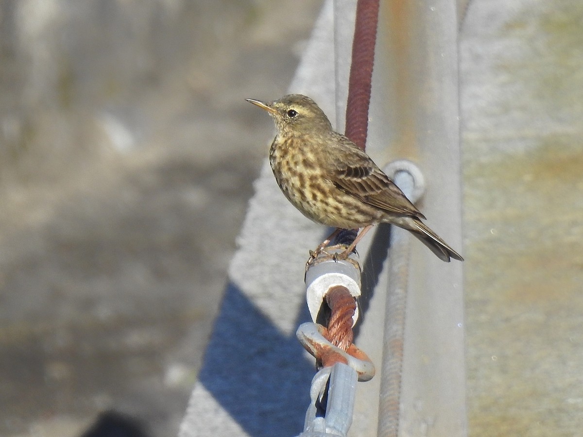 Rock Pipit - ML636293861