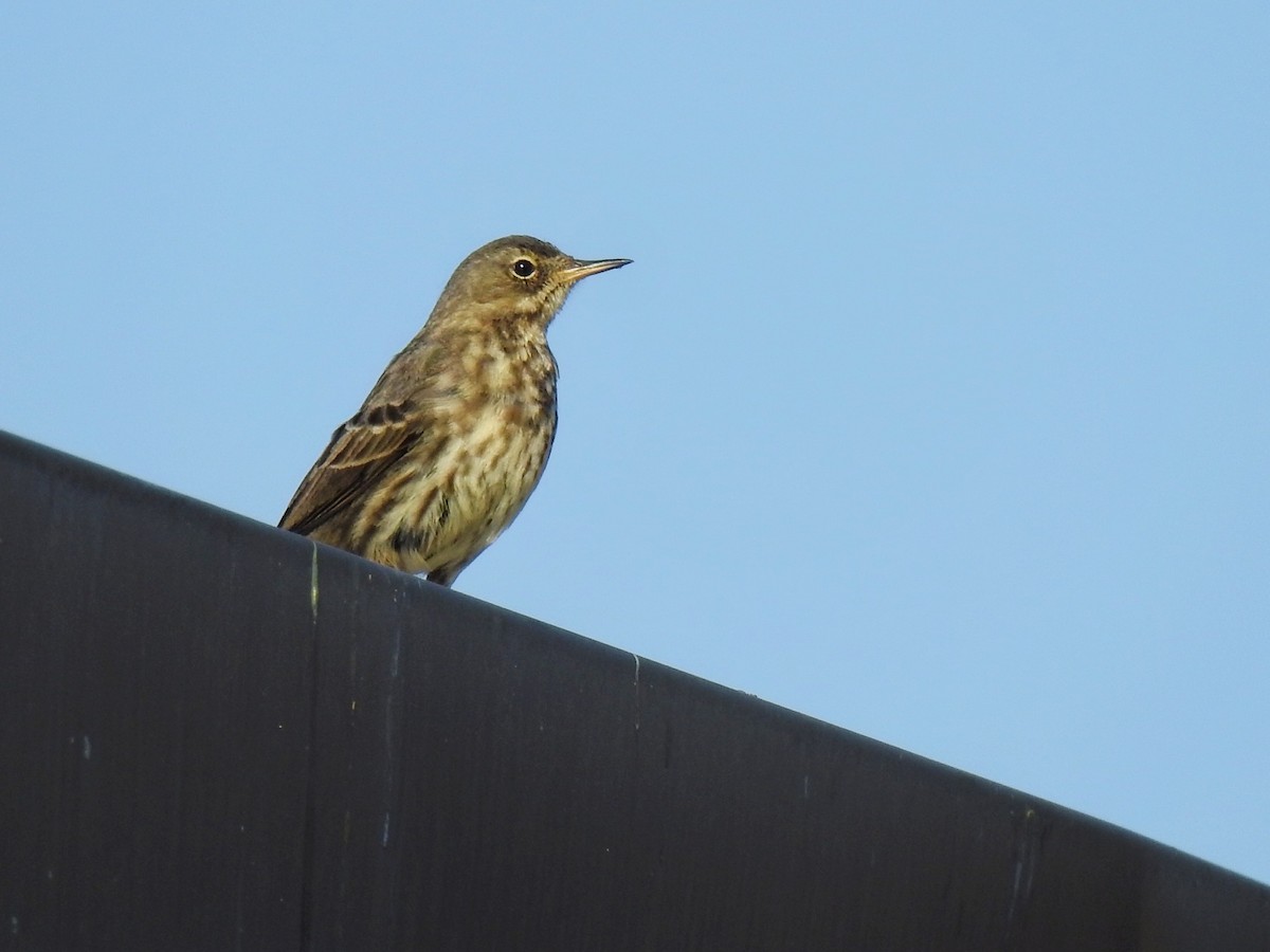 Rock Pipit - ML636293867